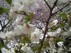 桜の咲いてる場所を探して・・・
