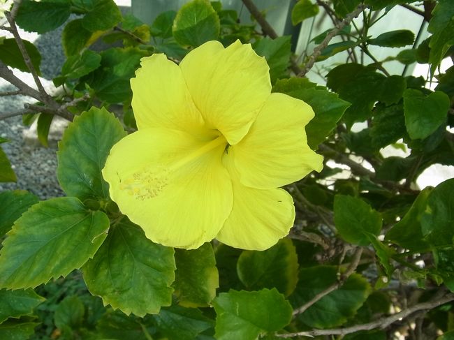 このあと、「ラニカイ・バス＆ボディ」でラベンダーの入浴剤を購入。ハハは昨年この店で買った魚の刺繍のキッチンタオルがお気に入りで、ぜひ柄違いを買おうと思っていたのですが、見る限りコスメ類ばかりで見当たらず。それは残念だったなー。<br /><br />道中、きれいな黄色のハイビスカスが割いていたのでパチリ。15：30発のバスでホノルルに帰ります。