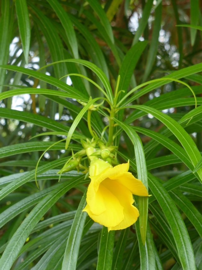 セスナの時間まで、カナイマの町に