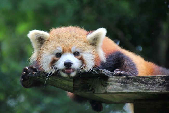 公開１週間のレッサーパンダの双子の赤ちゃんに会いたくて初秋の千葉市動物公園へ ２ レッサーパンダ特集その１ 屋外で再会するのが楽しみだった くりくりお めめのメイタくん まい みい姉妹とまだまだ同居中 千葉市 千葉県 の旅行記 ブログ By まみさん フォー