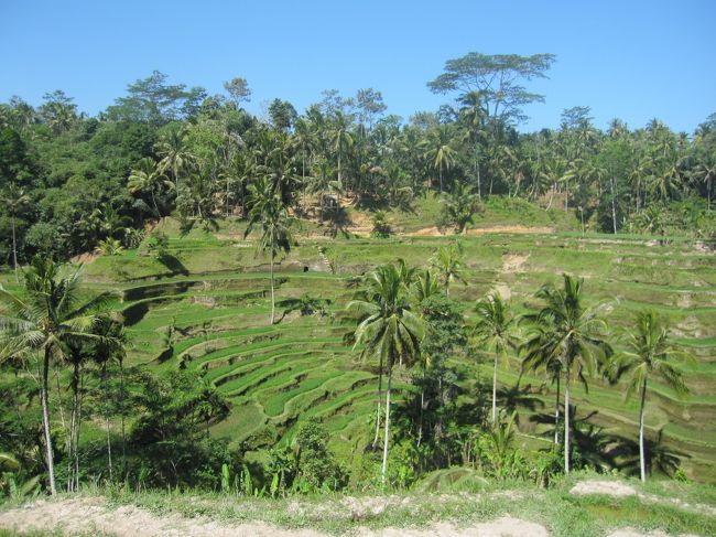 まずはライステラス。<br />車が多すぎた。。。。