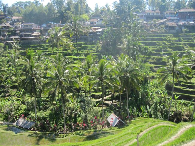 二毛作なので、お米の時期じゃないと、この光景は見れないらしい。<br />緑がいきいき、きらきら。