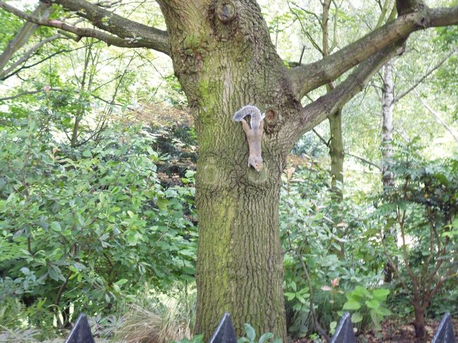 夕食のためホテルを出て、ハイドパークを抜けナイツブリッジへ行く。途中リスが木に。じっとしてる。頭に血がのぼらんのかな