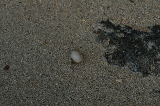 浜辺は岩がたくさんあるけど、どこまででも左右（という表現で良いのか？）に歩いて行けそうでした。戻れなくなるのが怖かったのでほどほどで鍾乳洞に戻りました。<br />誰もいないビーチのお散歩楽しい♪<br /><br />ヤドカリ、初めて見ました。一見ただの貝殻のよう。<br /><br />洞窟、浜辺と探検して、ドラクエの勇者気分！笑