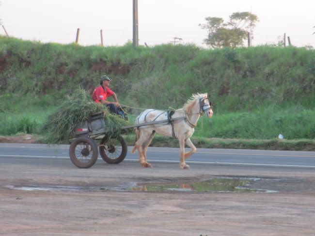 ブラジルでは１馬力が大活躍中！
