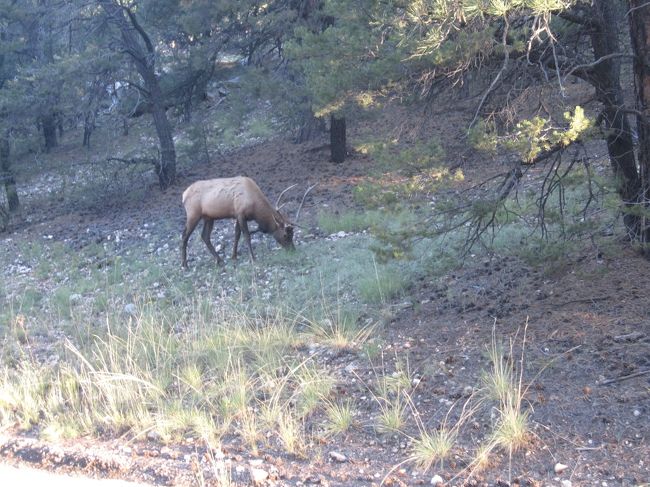 途中鹿とも遭遇しました。
