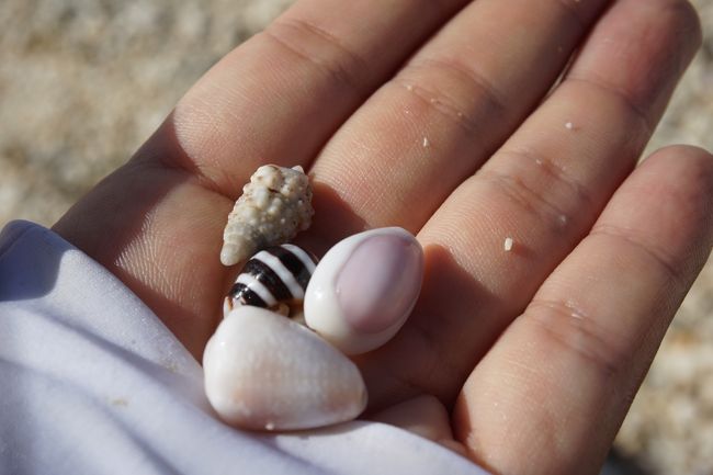 かわいい貝殻がそこら中にいっぱい！縞々、ドット、などなど・・・。<br />この真ん中が紫いろの貝は、昔むかしはお金替わりに使用されていたそうな。<br />他にも教えてもらったけど・・・忘れてしまった。<br /><br />左上の貝はヤドカリ。