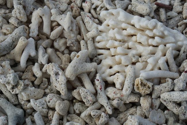 粉々にあまりなっていないサンゴが大量に積み重なってできている島。<br />こんな大きな真っ白なサンゴも。<br /><br />以前の沖縄本島旅行で拾ったサンゴよりもとても綺麗w(*ﾟoﾟ*)w