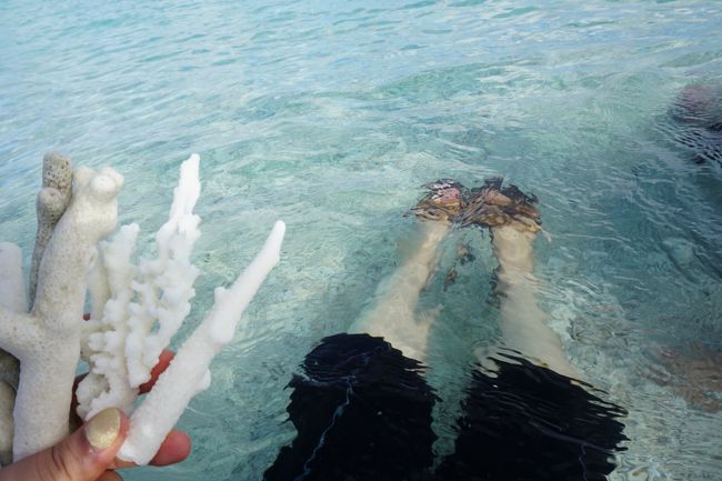 サンゴコレクション<br /><br />貝やサンゴをいくつか持って帰りました。<br />色が変わっちゃったりするのかな？と思ったけど今のところ大丈夫。