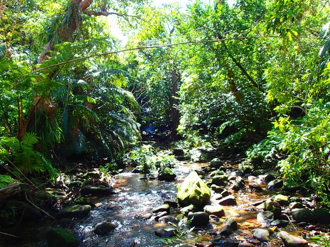 途中からカヌーを降りて、徒歩！<br />水の中をざぶざぶ歩いて、林内を歩いたり、川を再び歩いたり。<br />陸にはもこもこと小さな泥の山みたいなものがたくさんありました。<br />シャコの塚だそうな。<br />ふと木を見ると、カニが大量に登ってたり！