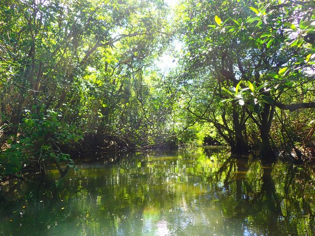 海からマングローブ林に移動！<br /><br />植物で日陰ができて日差しが和らぐ！<br /><br />綺麗だなあ・・・