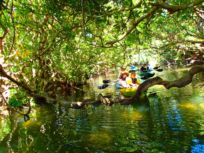 狭い通り道はコントロールが難しく、何度も木に激突しました。<br />こんなツルの下をくぐったりもしたけど、ツルが高い場所の下をうまく通れないとリンボーダンス状態に(ﾟ◇ﾟ)汗