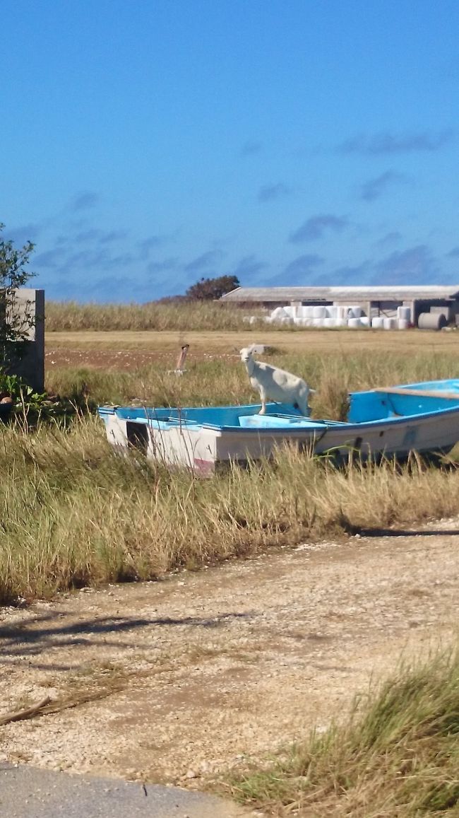 ２日目   波照間島にある最南端の石碑へ向かう途中に可愛いヤギ発見！！しかも、ボートに乗ってこちらを、見てる様子！！周囲はサトウキビ畑で本当、癒されます♪<br />それにしても、10月なのに、チャリに乗って汗だくになってしまいました〜<br />台風後だからか、かき氷のお目当てのお店も閉まってて残念(>_<)