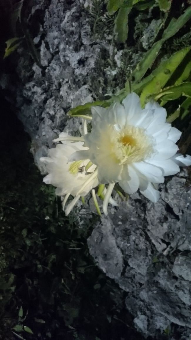 コンドイビーチの帰り道に、月花美人を発見！！日常ではほとんど見る事ないので、感動！！そしてさらに感動する生き物発見！！