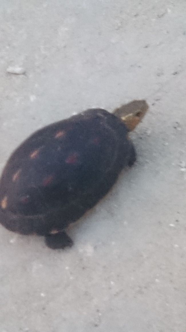 竹富島の砂道を歩いてると、道の真ん中に黒い固まりが！！よく見るとなんと、亀が歩いてるじゃないですか！現地の方に写メを見せたら天然記念物の箱亀のだから、現像して部屋に飾った方がいいとの事♪そんなに、縁起いい亀なんですかね〜<br />三日目に続く〜