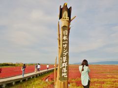 国定公園ではサンゴ草がちょうど見頃！