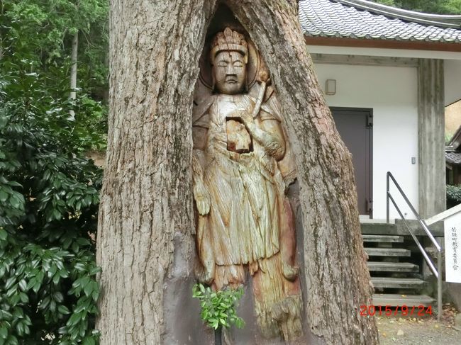 諦応寺（たいおうじ）<br /><br />銀杏観音　これは樹齢４５０年のイチョウの大木に十一面観音立像が<br /><br />彫られているんです　　そして今も銀杏の実が落ちていました<br /><br />この奥にはこれも樹齢４００年のギンモクセイの大木が、いい匂い<br /><br />漂わせていました<br /><br />