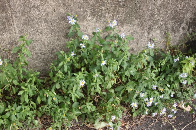 ノギクが咲いていて