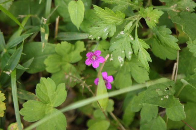 ゲンノショウコ<br />このお花はとっても色鮮やかなピンク
