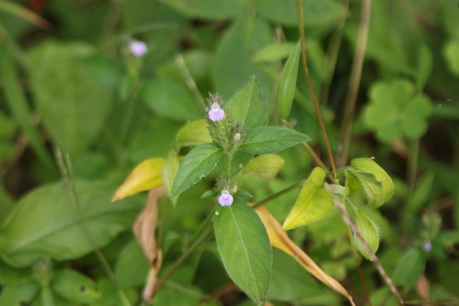 キツネノマゴ？