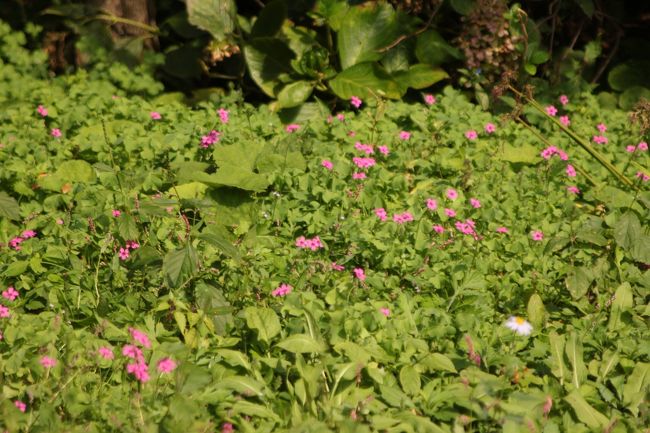イモカタバミ<br />友達はナチュラリストのため、道端の植物が気になるよう。