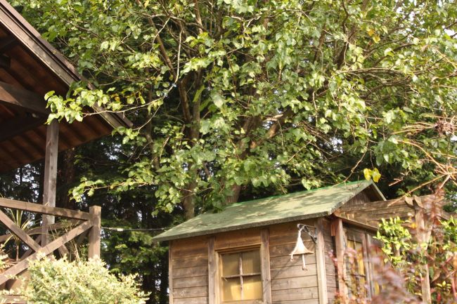 大きな木はなんだろうね。なんていいながら進んでいきます。