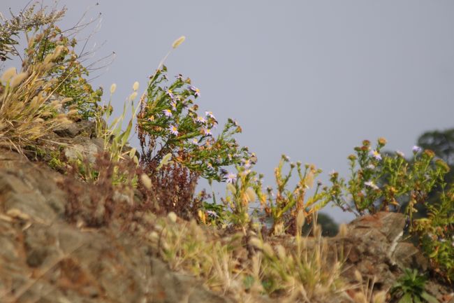 ハマギクのようだが、よくわからない。<br />確かに葉っぱが分厚いので、海岸べりの植物に違いない。