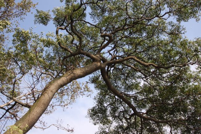 この木がナタオレノキかしら。