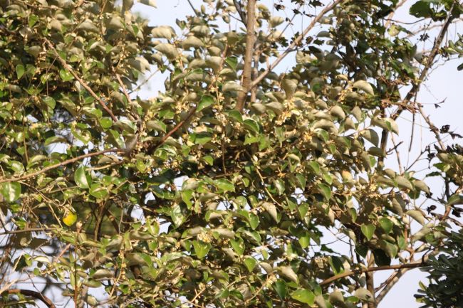 グミの木？が何本もあって、いい香りが漂っている。