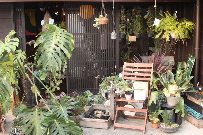 観葉植物、植木鉢に植えただけでなく垂れたものも