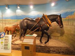 帯広競馬場に立ち寄る。
北海道開拓には、馬が欠かせなかった。

サラブレットの倍以上の大きさの道産子