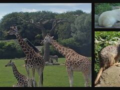 11日目はオールボーへ。
オールボーの動物園。
ここでは市内で手頃なホテルがなかったので、田舎のB&Bにしました。
