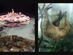 4日目はヨーテポリに移動。
ヨーテボリにあるUniverseumという博物館、水族館、動物園が一緒になったようなミュージアム。巨大なビルを吹き抜けにして、ジャングルの中を歩いているような形で動物や鳥を観察できるようになっています。一風変わった展示の仕方で面白いです。