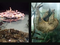 4日目はヨーテポリに移動。
ヨーテボリにあるUniverseumという博物館、水族館、動物園が一緒になったようなミュージアム。巨大なビルを吹き抜けにして、ジャングルの中を歩いているような形で動物や鳥を観察できるようになっています。一風変わった展示の仕方で面白いです。
