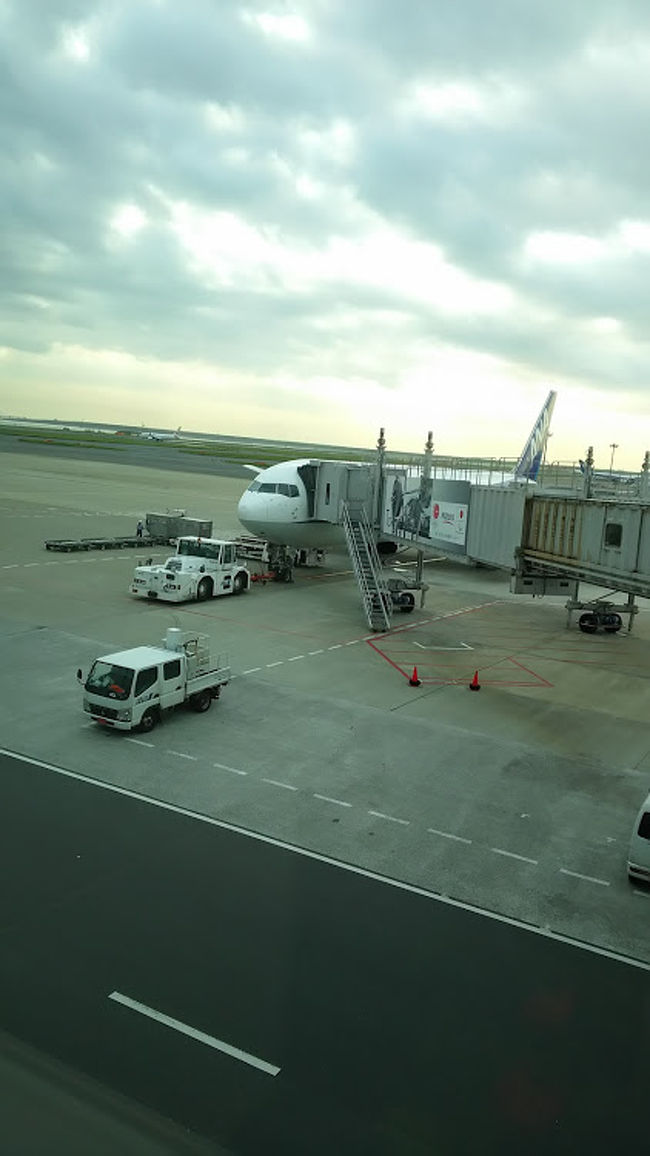 今回お世話になるANA８９便。直行便です。