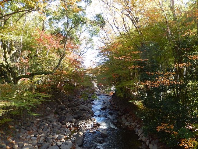 見事な紅葉です！