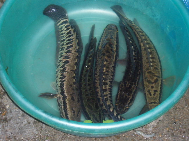 こんな魚も売られていました。