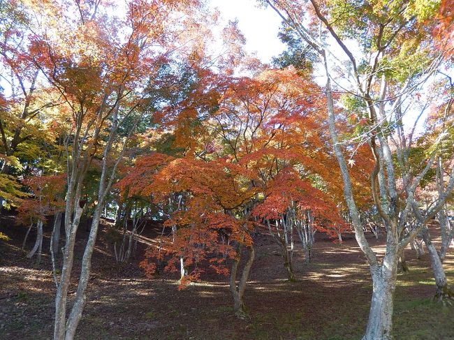これまで修善寺では温泉街とは離れた国道沿いの日帰り入浴ぐらいしかしませんでした。じっくり観光して本当に良かったです。<br />時刻は11時頃。修善寺を後にして南下します。続きは旅行記【２】へ。