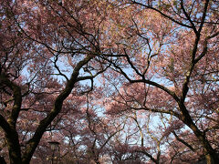 駐車場から歩くこと約5分で高遠城址公園の入口に到着。見渡す限り桜・桜・桜・・・確かにこれはスゴイですね〜全国的に知られている名所というのもわかります。