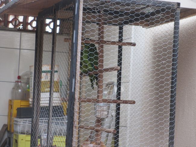 今日は２羽のアララも大騒ぎで！