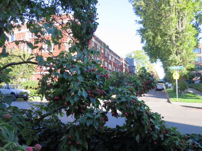 町並みも素敵です。<br />普通に住宅地なのであんまりウロウロすると怪しいかもしれませんが、歩いて色々な豪邸を見るのも楽しいです。<br /><br />お腹もすいてきたのでバスで戻ります。<br />目指すはパイクプレイスマーケットです。<br />昨日は時間が遅くて終わっていましたからね。