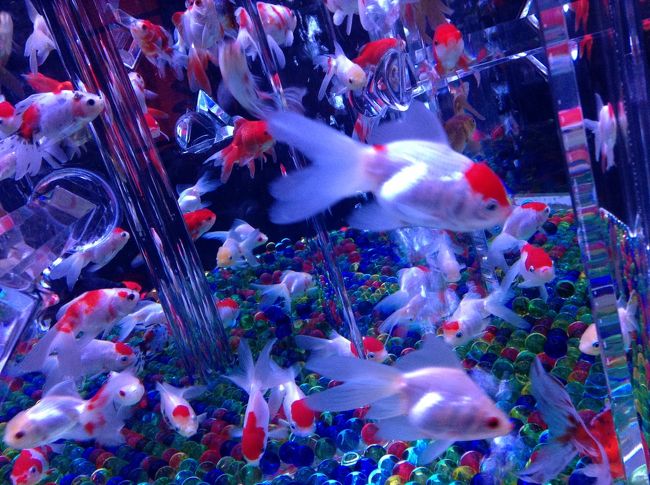 日本橋アートアクアリウム展で獺祭＆金魚鑑賞～』日本橋(東京)の
