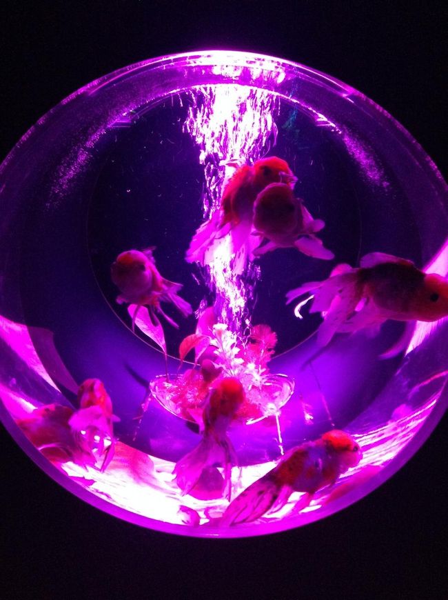獺祭　アートアクリウム　コラボ　限定 日本橋アートアクアリウム展で獺祭＆金魚鑑賞～』日本橋(東京)の