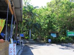 ヤエヤマヤシ群落駐車場脇には数件の店があり、そこで搾りたてのサトウキビジュースやパインジュースを販売しています。