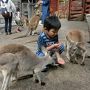 秋吉台サファリ・錦帯橋・錦町・津和野・みろくの里