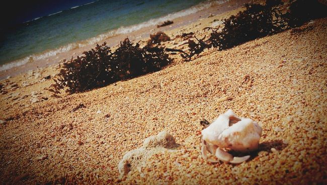 長女はヤドカリの可愛さにハマり海に入らずヤドカリ探検隊になっていました