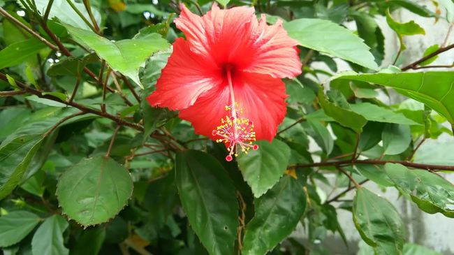 中庭に咲いてたハイビスカス