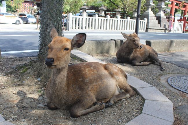 おっ、いました！奈良と言えば鹿ですね^^<br />これは可愛い！お子さんは東大寺より鹿でしょねww