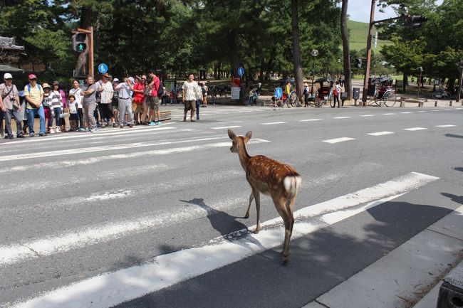 こりゃ驚いた！！信号が青に変わった瞬間渡り始めました。<br />鹿は信号が分かってる？