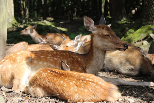 鹿の群れ。癒されます^^